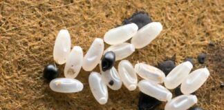 Primijetila sam čudne bele tačkice na krevetu — ono što sam kasnije otkrila bilo je zaista zastrašujuće. Primijetila sam čudne bele tačkice na krevetu — ono što sam kasnije otkrila bilo je zaista zastrašujuće. - featured image