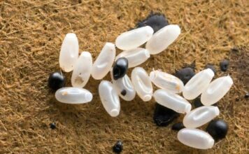 Primijetila sam čudne bele tačkice na krevetu — ono što sam kasnije otkrila bilo je zaista zastrašujuće. Primijetila sam čudne bele tačkice na krevetu — ono što sam kasnije otkrila bilo je zaista zastrašujuće. - featured image