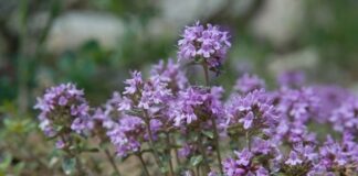 Zlatni čaj: Zaboravite na vrtoglavicu, visok kolesterol i bolesti štitnjače (recept) Zlatni čaj: Zaboravite na vrtoglavicu, visok kolesterol i bolesti štitnjače (recept) - featured image