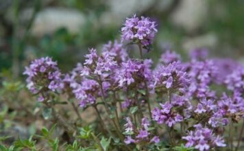 Zlatni čaj: Zaboravite na vrtoglavicu, visok kolesterol i bolesti štitnjače (recept) Zlatni čaj: Zaboravite na vrtoglavicu, visok kolesterol i bolesti štitnjače (recept) - featured image