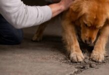 Moj pas iz azila nije prestajao da grebe beton u podrumu; kada sam konačno razbio pod, bio sam potpuno užasnut onim što sam pronašao unutra. Moj pas iz azila nije prestajao da grebe beton u podrumu; kada sam konačno razbio pod, bio sam potpuno užasnut onim što sam pronašao unutra. - featured image