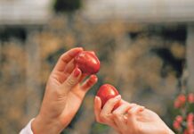 Ovo cveće obavezno treba uneti u kuću pre Vaskrsa: Veruje se da donosi sreću i napredak Ovo cveće obavezno treba uneti u kuću pre Vaskrsa: Veruje se da donosi sreću i napredak - featured image