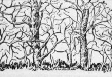 Prva životinja koju vidite na ilustraciji otkriće vam apsolutno sve o vašoj ličnosti i to bez greške Prva životinja koju vidite na ilustraciji otkriće vam apsolutno sve o vašoj ličnosti i to bez greške - featured image