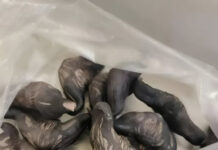 Strani susjedi su mi dali ovo i poželjeli mi „prijatno“, ali bilo je nešto tvrdo i uopće nije ličilo na hranu, više kao jaje. Strani susjedi su mi dali ovo i poželjeli mi „prijatno“, ali bilo je nešto tvrdo i uopće nije ličilo na hranu, više kao jaje. - featured image