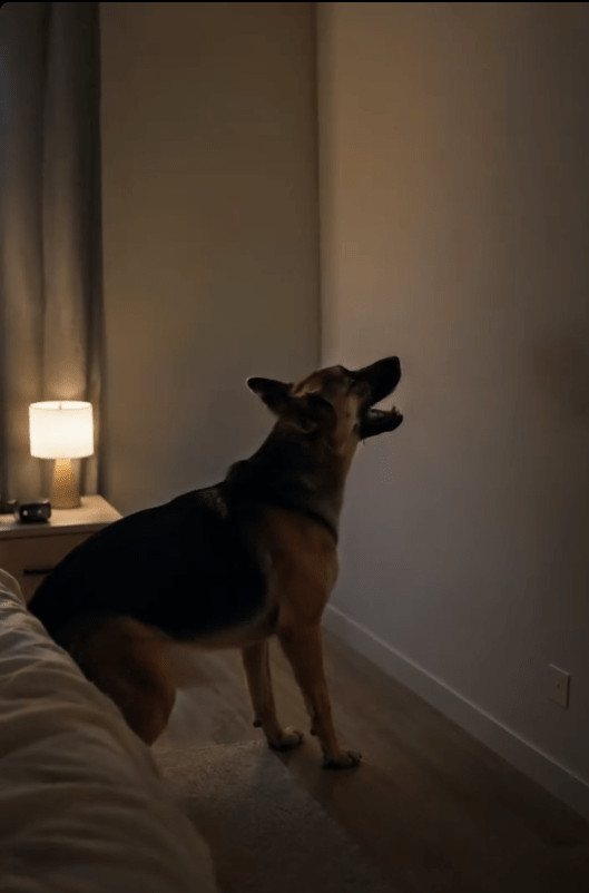 Naš pas je nepomično gledao u zid u spavaćoj sobi i stalno lajao, ne dopuštajući nam da spavamo: morali smo pozvati majstora da sruši zid. 😱😱 - featured image Naš pas je nepomično gledao u zid u spavaćoj sobi i stalno lajao, ne dopuštajući nam da spavamo: morali smo pozvati majstora da sruši zid. 😱😱 - featured image