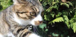 NEPOZNATA MAČKA VAM SE POJAVILA NA KUĆNOM PRAGU? INDIJSKO VJEROVANJE UPOZORAVA: “U toj kući će uskoro biti…” NEPOZNATA MAČKA VAM SE POJAVILA NA KUĆNOM PRAGU? INDIJSKO VJEROVANJE UPOZORAVA: “U toj kući će uskoro biti…” - featured image