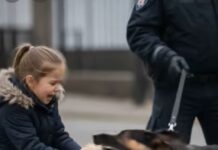 Službeni pas je počeo lajati kada je vidio petogodišnju djevojčicu, a zatim joj je oteo plišanu igračku iz ruku: a onda se desilo nešto neočekivano 😱😱 Službeni pas je počeo lajati kada je vidio petogodišnju djevojčicu, a zatim joj je oteo plišanu igračku iz ruku: a onda se desilo nešto neočekivano 😱😱 - featured image