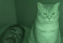 Nisam razumela zašto nas mačka svake noći posmatra mene i mog muža dok spavamo. Nisam razumela zašto nas mačka svake noći posmatra mene i mog muža dok spavamo. - featured image