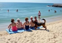 Prijateljice su se odmarale na plaži kada je pas dotrčao do njih i počeo da laje — jedna od žena je iznenada pobledela kad je primetila nešto u njegovom krznu. Prijateljice su se odmarale na plaži kada je pas dotrčao do njih i počeo da laje — jedna od žena je iznenada pobledela kad je primetila nešto u njegovom krznu. - featured image