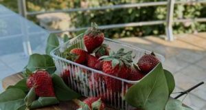 OVO JE NAJVEĆA PREVARA SA JAGODAMA KOJU VAM PODMEĆU NA PIJACAMA: Ako vidite ovo na dnu gajbice, bežite od te tezge OVO JE NAJVEĆA PREVARA SA JAGODAMA KOJU VAM PODMEĆU NA PIJACAMA: Ako vidite ovo na dnu gajbice, bežite od te tezge - featured image