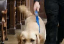 Kad su se teška vrata sudnice otvorila i unutra ušao pas, gotovo nitko nije obraćao posebnu pažnju… Ali nekoliko sekundi kasnije zaustavio se pred optuženim muškarcem, ponjušio mu ruke, a ono što se zatim dogodilo natjeralo je suca da zaustavi suđenje Kad su se teška vrata sudnice otvorila i unutra ušao pas, gotovo nitko nije obraćao posebnu pažnju… Ali nekoliko sekundi kasnije zaustavio se pred optuženim muškarcem, ponjušio mu ruke, a ono što se zatim dogodilo natjeralo je suca da zaustavi suđenje - featured image