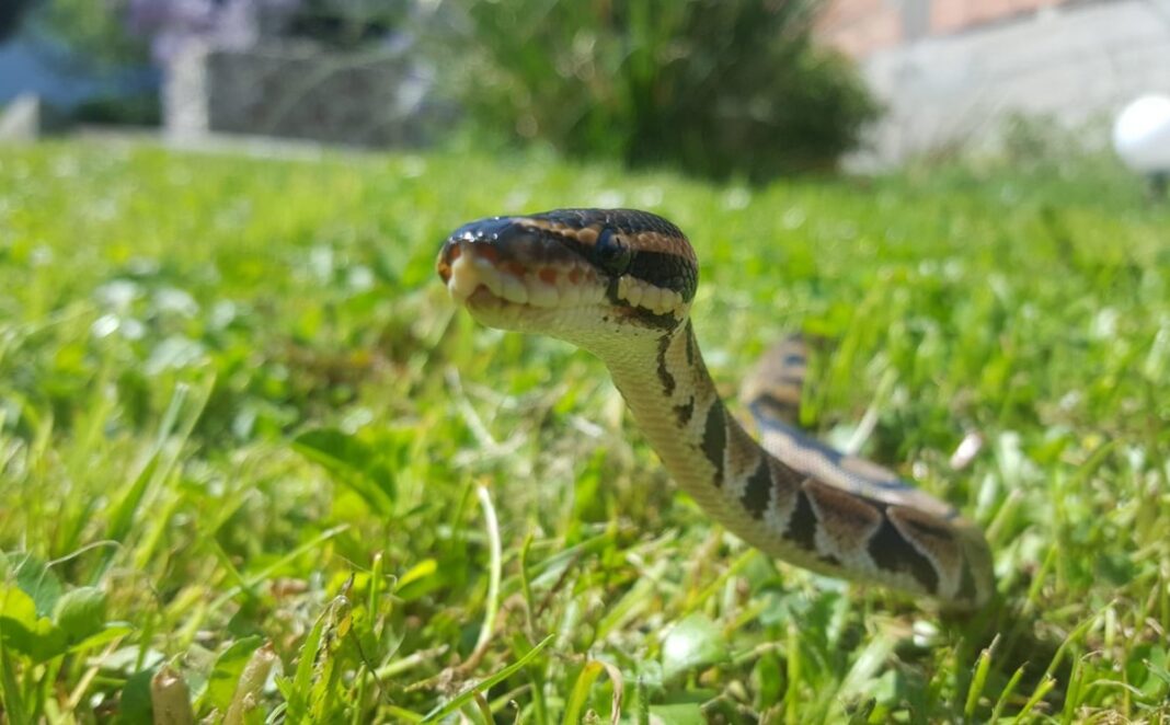 Evo čega se zmije najviše plaše: Ovo stavite u dvorište na proljeće i zaštitite kuću - featured image
