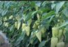 Najbolji rastvor za zalivanje mladih paprika: Rađaju kao lude, ovo je najbolja domaća prihrana Najbolji rastvor za zalivanje mladih paprika: Rađaju kao lude, ovo je najbolja domaća prihrana - featured image