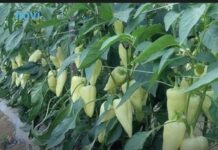 Najbolji rastvor za zalivanje mladih paprika: Rađaju kao lude, ovo je najbolja domaća prihrana Najbolji rastvor za zalivanje mladih paprika: Rađaju kao lude, ovo je najbolja domaća prihrana - featured image