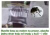 Stavite kesu sa vodom na prozor, ubacite jednu stvar koju svi imaju u kući – i više nikada nećete videti muhu Stavite kesu sa vodom na prozor, ubacite jednu stvar koju svi imaju u kući – i više nikada nećete videti muhu - featured image