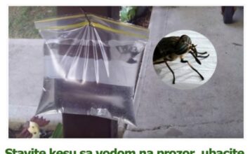 Stavite kesu sa vodom na prozor, ubacite jednu stvar koju svi imaju u kući – i više nikada nećete videti muhu Stavite kesu sa vodom na prozor, ubacite jednu stvar koju svi imaju u kući – i više nikada nećete videti muhu - featured image