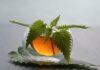 Sirup od koprive i mente sa medom – recept Sirup od koprive i mente sa medom – recept - featured image