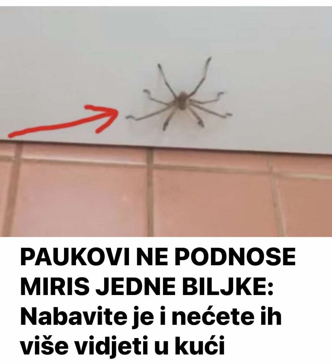 PAUKOVI NE PODNOSE MIRIS JEDNE BILJKE: Nabavite je i nećete ih više vidjeti u kući - featured image
