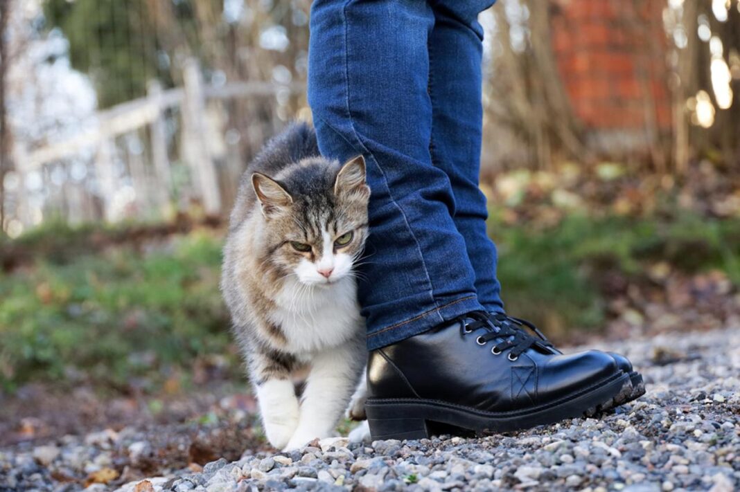 Što vam vaša mačka pokušava reći kada vam se trlja uz noge?Obratite pažnju pokušava nešto važno da vam kaže!!!! - featured image