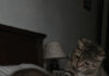 Mačka je svake noći budila svoju vlasnicu i terala je iz spavaće sobe: žena je mislila da životinja ima psihičke probleme, sve dok je nije odvela veterinaru 😢😲 Mačka je svake noći budila svoju vlasnicu i terala je iz spavaće sobe: žena je mislila da životinja ima psihičke probleme, sve dok je nije odvela veterinaru 😢😲 - featured image