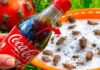 SMRDIBUBE bježe kao lude od Coca Cole! Nećete vjerovati SMRDIBUBE bježe kao lude od Coca Cole! Nećete vjerovati - featured image