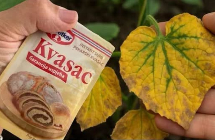 EV0 kako SUVI KVASAC i mrtve biljke vraća u život! 0vo vam niko neće reći! - featured image EV0 kako SUVI KVASAC i mrtve biljke vraća u život! 0vo vam niko neće reći! - featured image