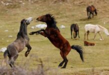 Šta vas izdvaja od ostalih?Odaberite jednog konja sa slike i otkrit ćete po čemu vas drugi ljudi pamte Šta vas izdvaja od ostalih?Odaberite jednog konja sa slike i otkrit ćete po čemu vas drugi ljudi pamte - featured image