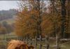 Krava je dovela farmera do starog kofera pored ograde; ali kada ga je čovjek otvorio i ugledao šta se nalazi unutra, užasnuto je ustuknuo i odmah pozvao policiju 😨 Krava je dovela farmera do starog kofera pored ograde; ali kada ga je čovjek otvorio i ugledao šta se nalazi unutra, užasnuto je ustuknuo i odmah pozvao policiju 😨 - featured image