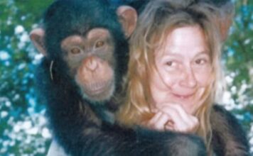 Sandra se godinama kupala i spavala sa šimpanzom ne sluteći šta će joj se desiti: Od užasa koji je doživela ni danas se nije oporavila Sandra se godinama kupala i spavala sa šimpanzom ne sluteći šta će joj se desiti: Od užasa koji je doživela ni danas se nije oporavila - featured image