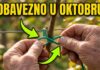 OVAKO OREŽITE I POVEŽITE kupine u oktobru za obilan rod dogodine OVAKO OREŽITE I POVEŽITE kupine u oktobru za obilan rod dogodine - featured image