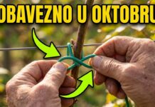 OVAKO OREŽITE I POVEŽITE kupine u oktobru za obilan rod dogodine OVAKO OREŽITE I POVEŽITE kupine u oktobru za obilan rod dogodine - featured image