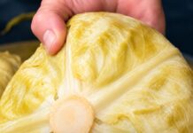 Ako pogriješite datum, sve vam može propasti: Evo kada se tačno kiseli kupus ove godine Ako pogriješite datum, sve vam može propasti: Evo kada se tačno kiseli kupus ove godine - featured image
